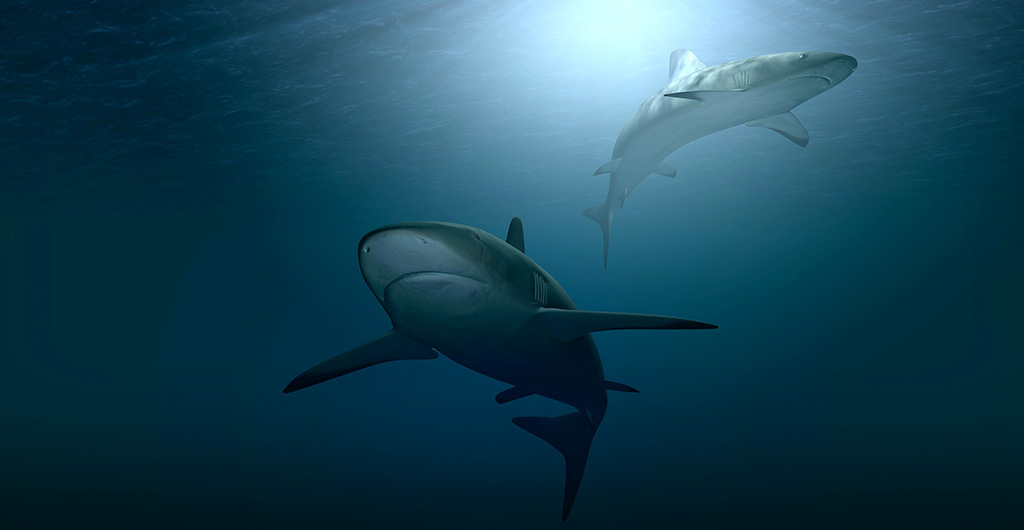 Two sharks, seen from below looking toward the water's surface