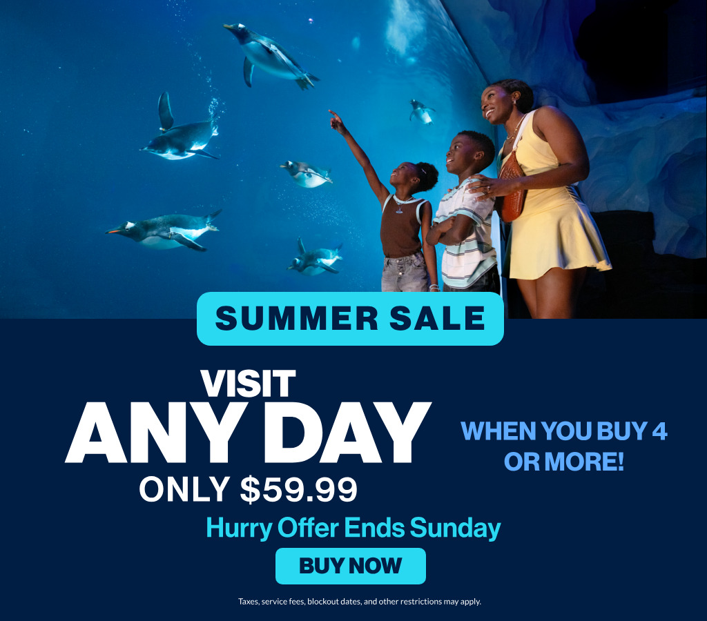 Summer Sale Visit Any Day Only %59.99 When You Buy 4 or More! Hurry Offer Ends Sunday