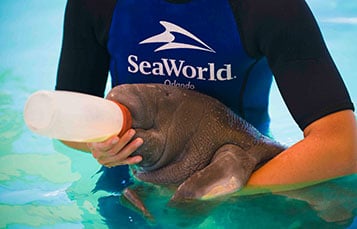 The SeaWorld Rescue team cares for animals 24/7/365.