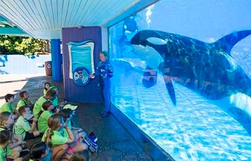 Get up close with Orcas at camp at SeaWorld