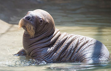 Meet SeaWorld's first baby walrus.