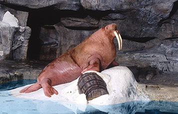 Learn more about Garfield, one of the walruses at Wild Arctic.