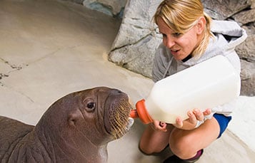 Check out the newest addition to the walrus family at SeaWorld