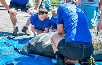 SeaWorld Rescue team helps a local manatee