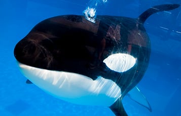 Kayla (Killer Whale) at SeaWorld Orlando