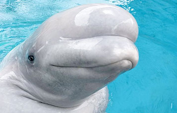 Whisper Beluga Whale
