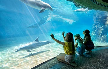 Dolphin Underwater Viewing