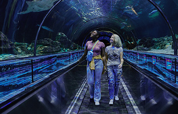 Shark Encounter Tunnel at SeaWorld Orlando