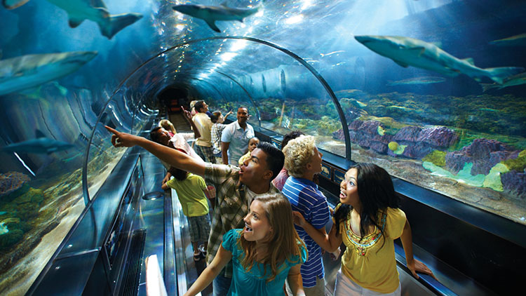 shark encounter 1