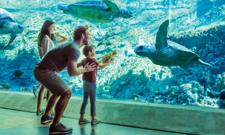 A mother and father were their son looking at sea turtles