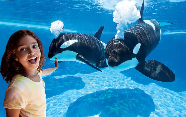 See Killer Whales at our underwater viewing at SeaWorld Orlando
