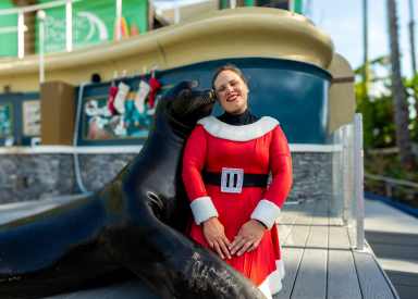 Sea Lion with a trainer dress in a Santa dress