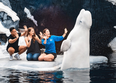 Ultimate VIP Tour at SeaWorld San Diego