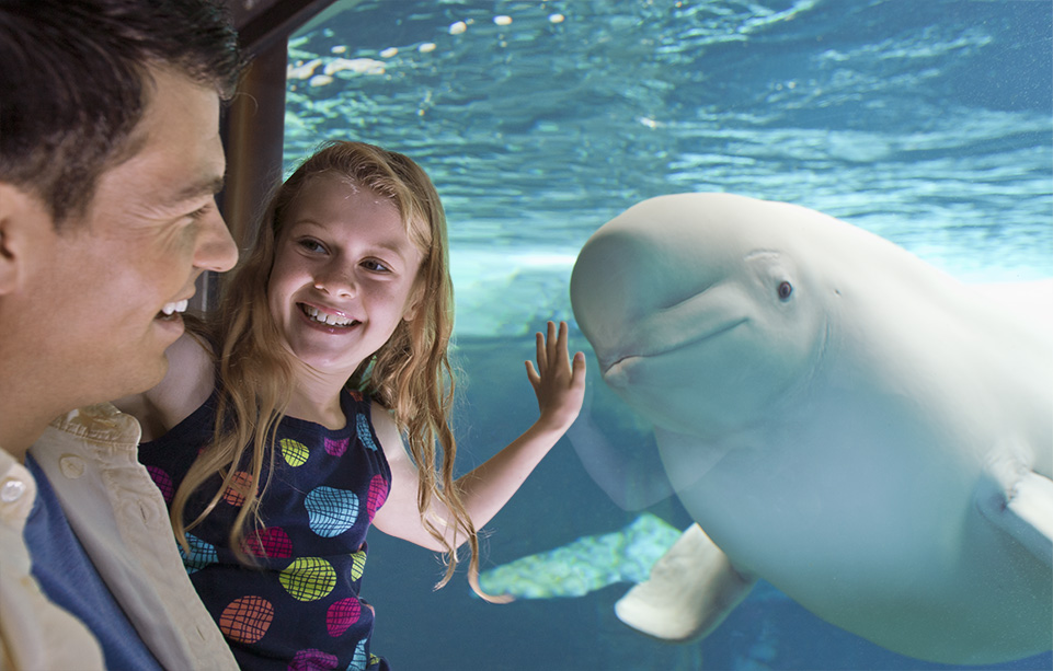 Beluga Whale underwater viewing at SeaWorld