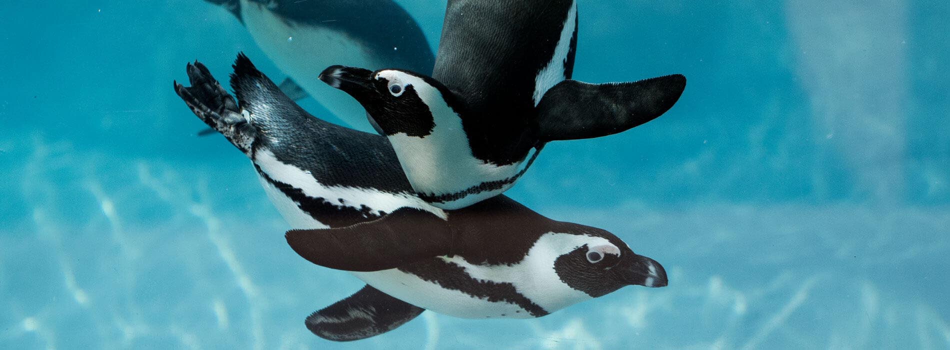 Multiple adult penguins swimming in bright blue water