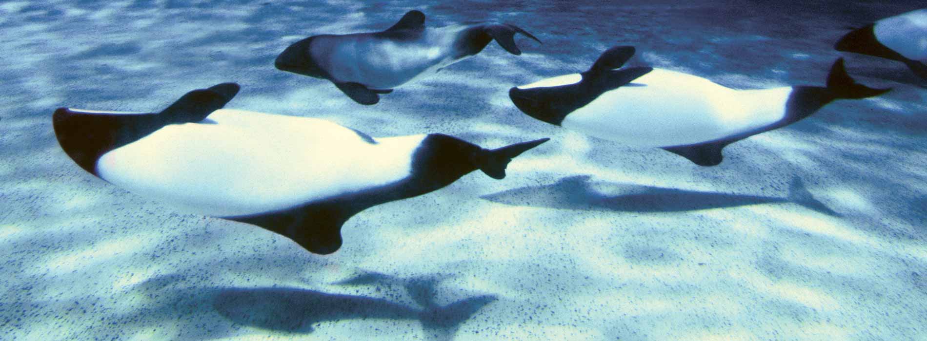 Commerson's Dolphin