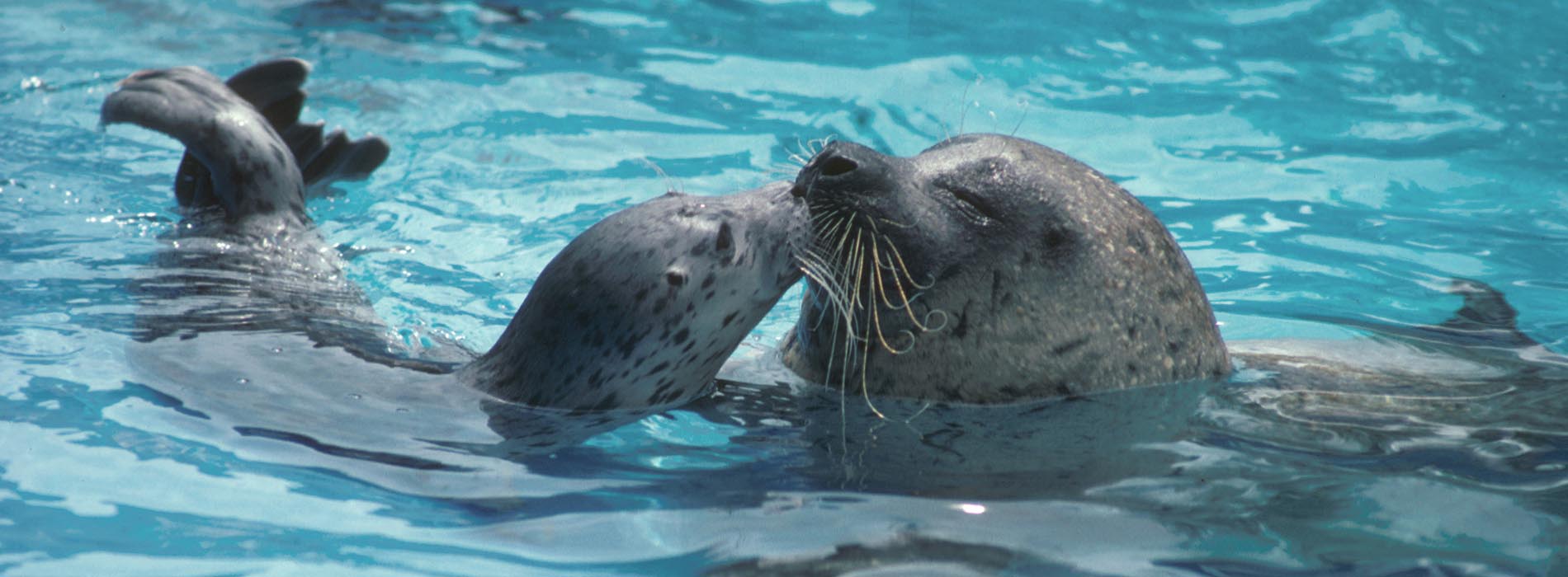 Two seals in water