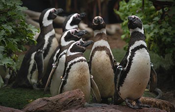 Magellanic Penguins
