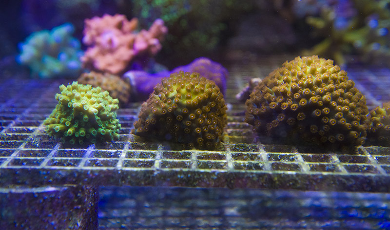 Coral Reef Farming
