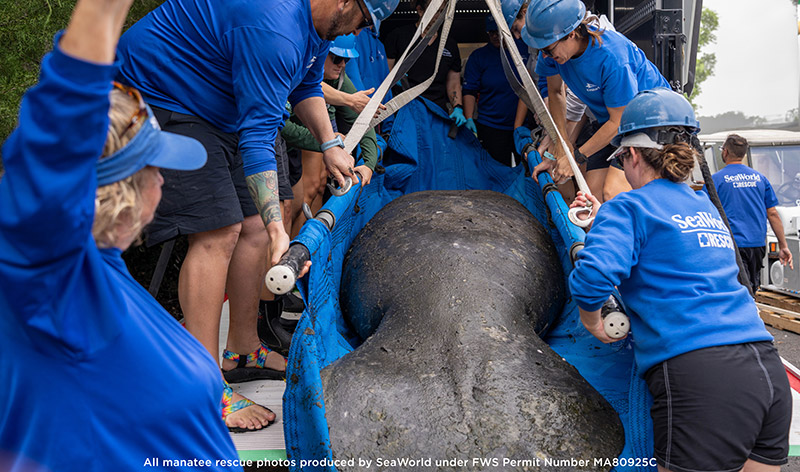Manatee rescue by SeaWorld