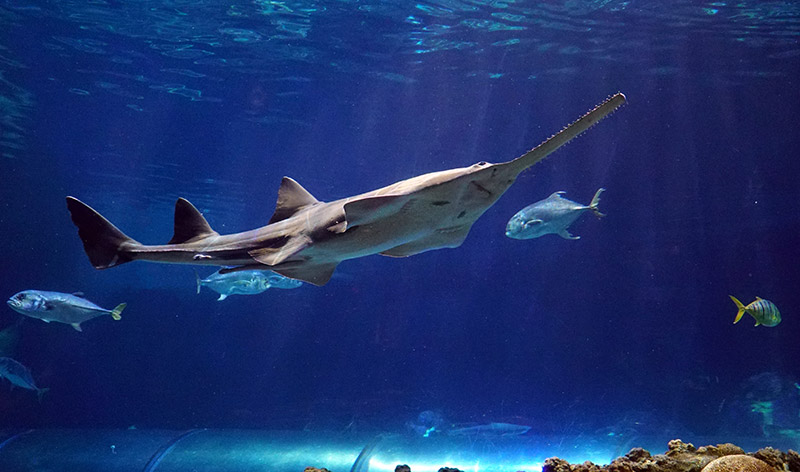 Sawfish
