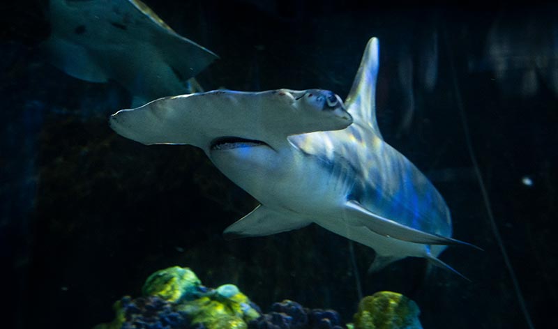 Hammerhead shark at SeaWorld Orlando