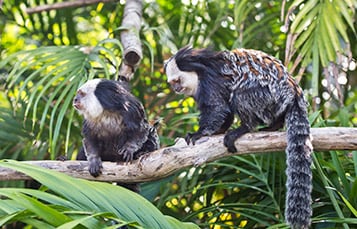 Get up close to Marmosets and other amazing animals at Discovery Cove