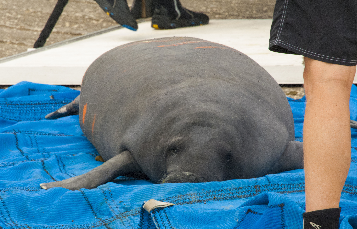 Tom was rescued by SeaWorld in April.