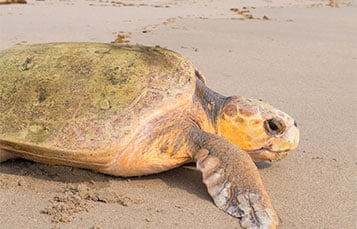 Turtle on the beach. Check out some of our recent turtle rescues.
