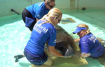 Caring for a Manatee