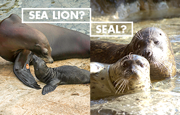 Seal versus Sea Lion