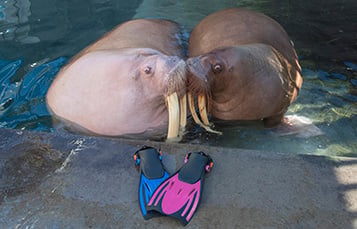 SeaWorld Orlando's walrus, Kabooble, is pregnant. 