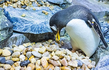 Penguins Nesting Season