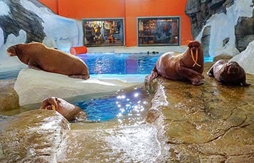Walrus Family at SeaWorld Orlando