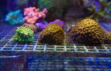 Coral reef farming