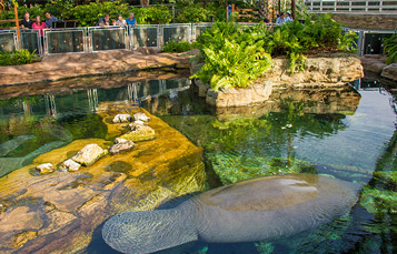 Manatee Rehabilitation Area