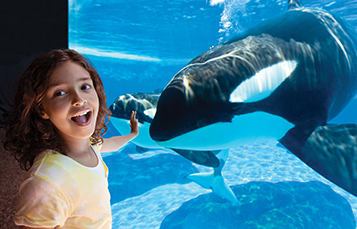 Orca Underwater Viewing at SeaWorld Orlando