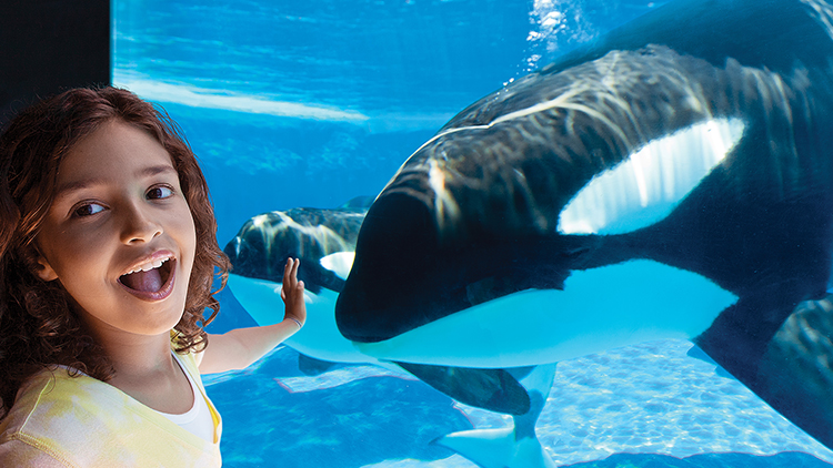 Orca Underwater Viewing at SeaWorld Orlando