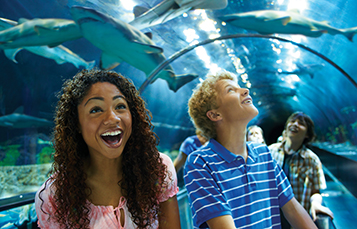 Shark Encounter Tunnel