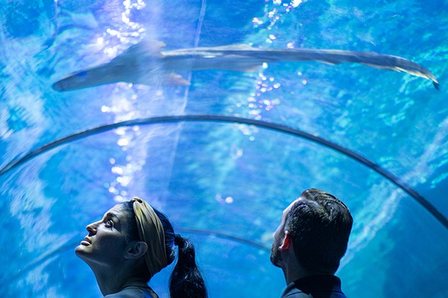 SeaWorld Orlando Sharks Blog Annual Pass