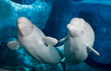 Belugas at Wild Arctic