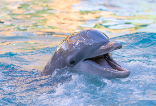 Dolphin Photo