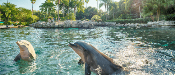 Dolphin Cove Mobile