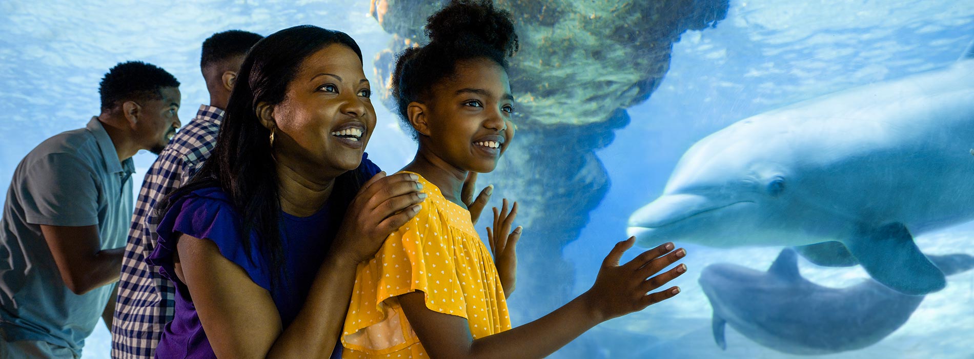 Dolphin Viewing at SeaWorld Orlando