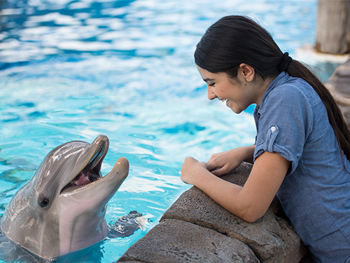 Dolphin Up-Close Tour at SeaWorld Orlando