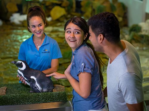 Penguin Encounter at SeaWorld Orlando