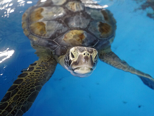 SeaWorld Orlando Rescue Tour