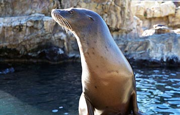 Sea Lion and Otter Spotlight at SeaWorld Orlando