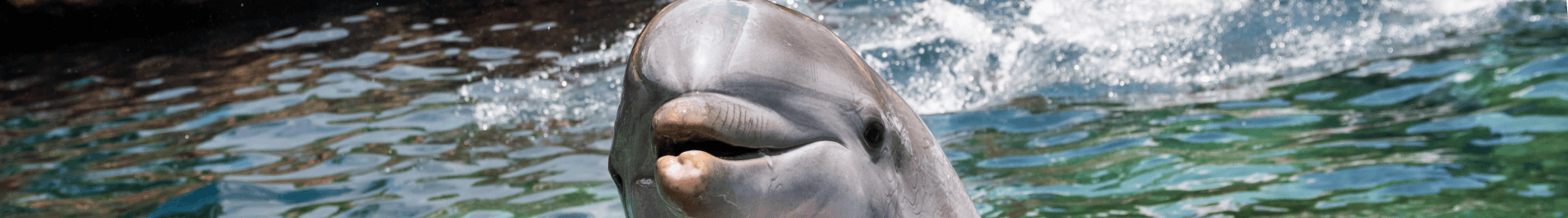 Dolphins up close 