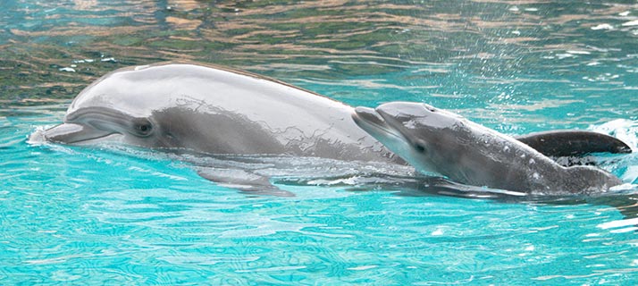 Dolphin and calf
